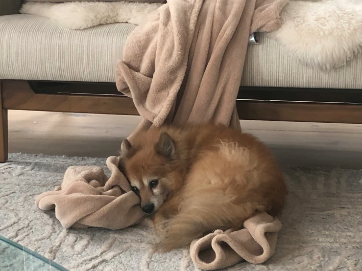 a small brown dog laying on the floor next to a beige blanket