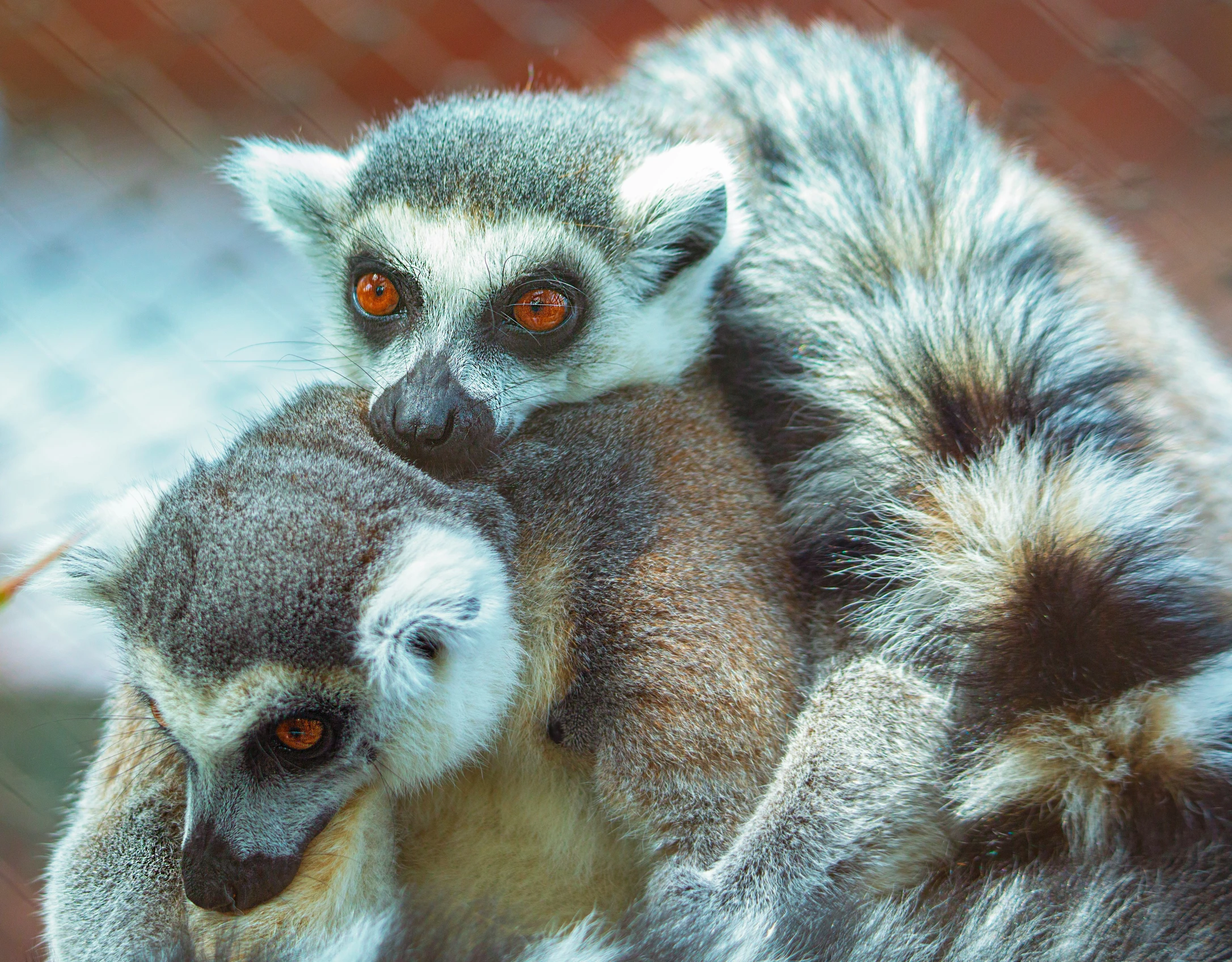 two small animals sitting on top of each other