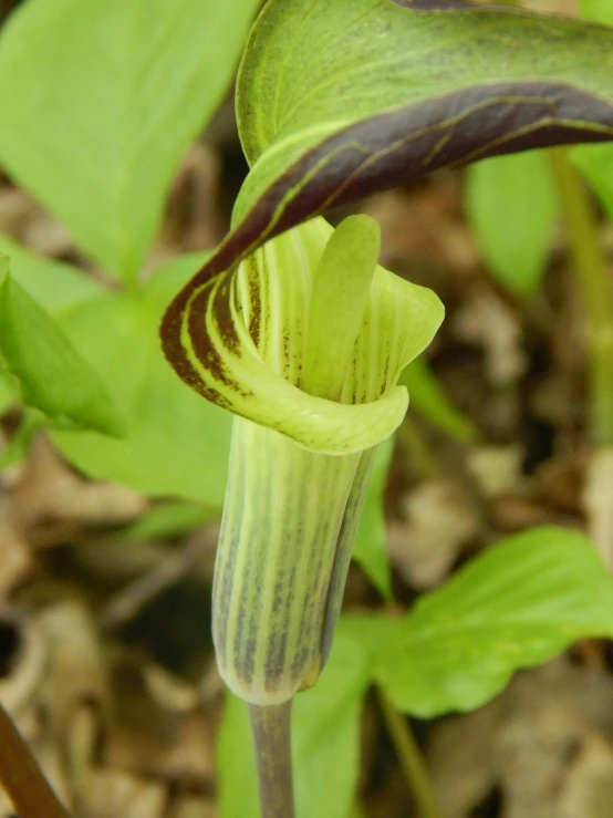 a green and brown flower growing in dirt