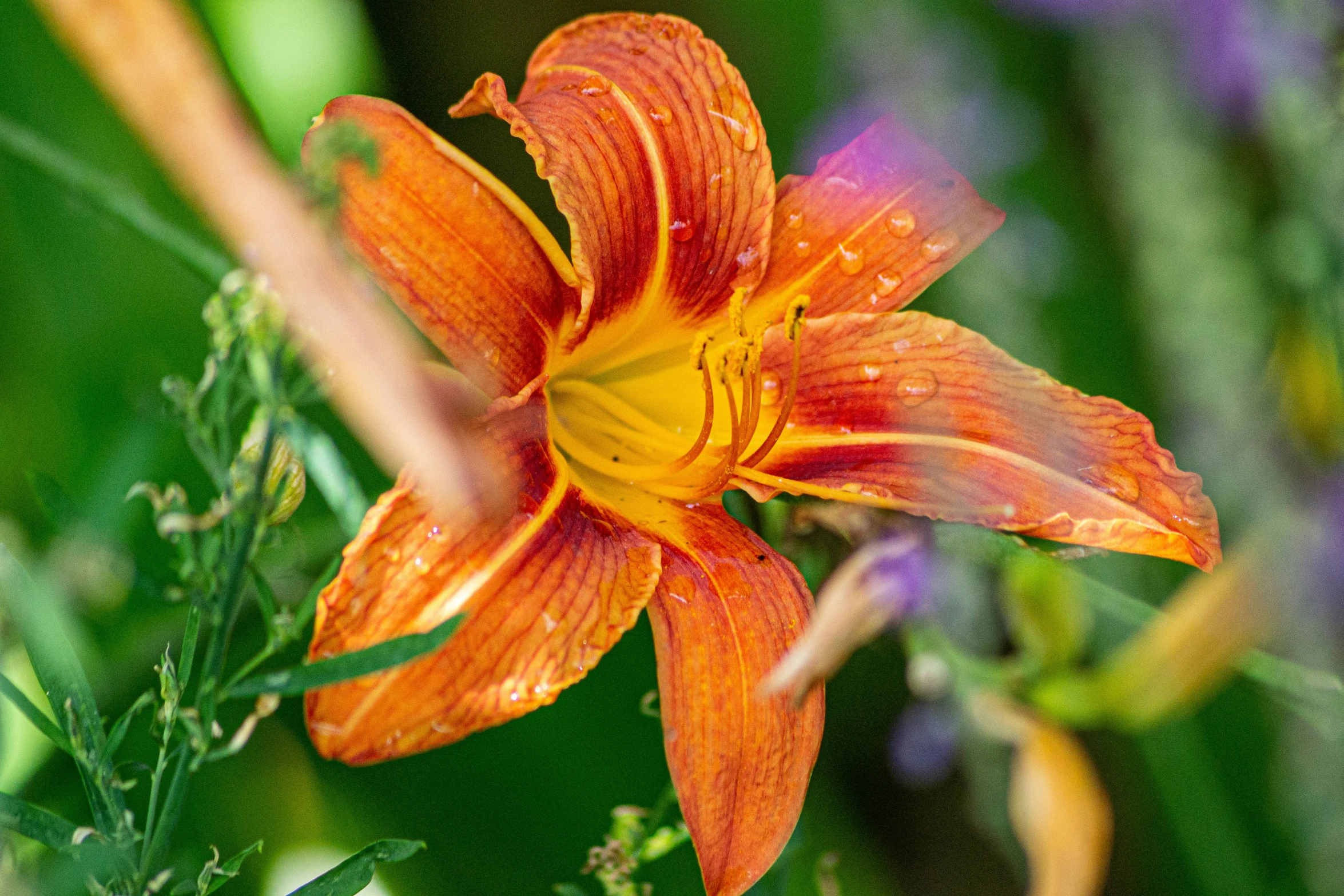 an orange lily flower sitting in a field