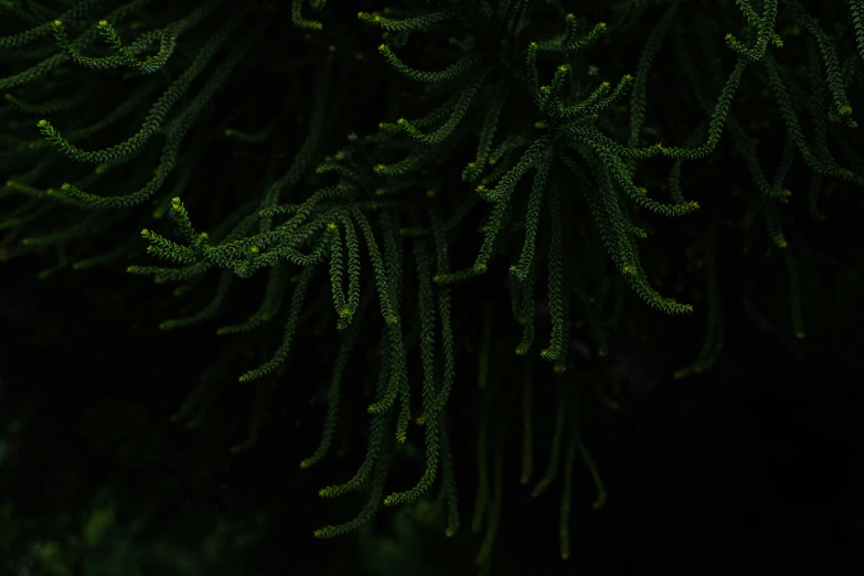 the leaves of a tree are green