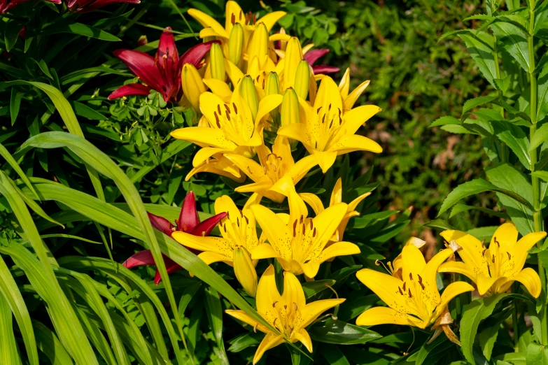 yellow and purple flowers are growing near tall grass