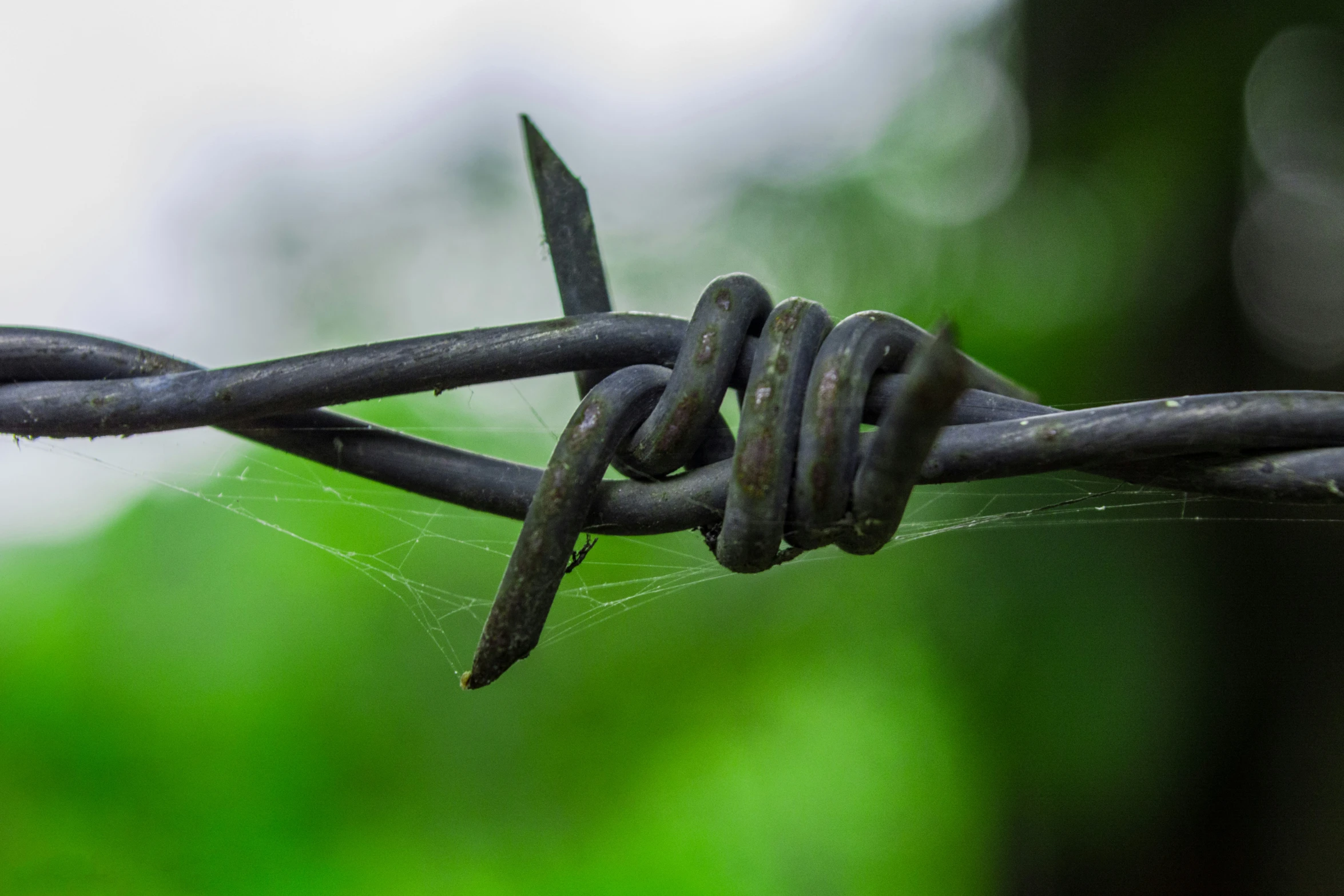 barbed wire with blurry foliage behind it