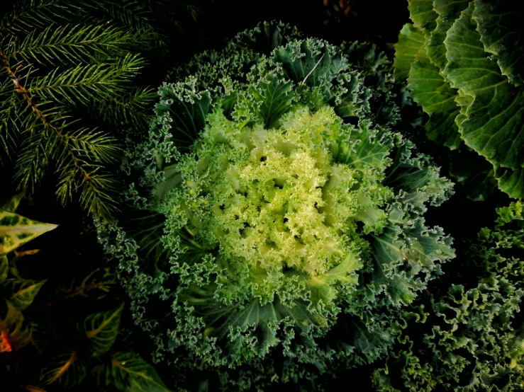 there is some type of green plant in the dark