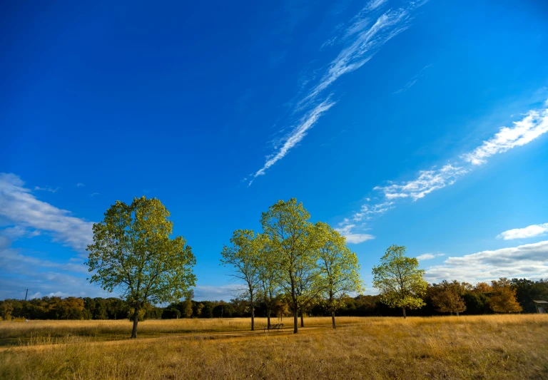 the trees are in a field with a blue sky