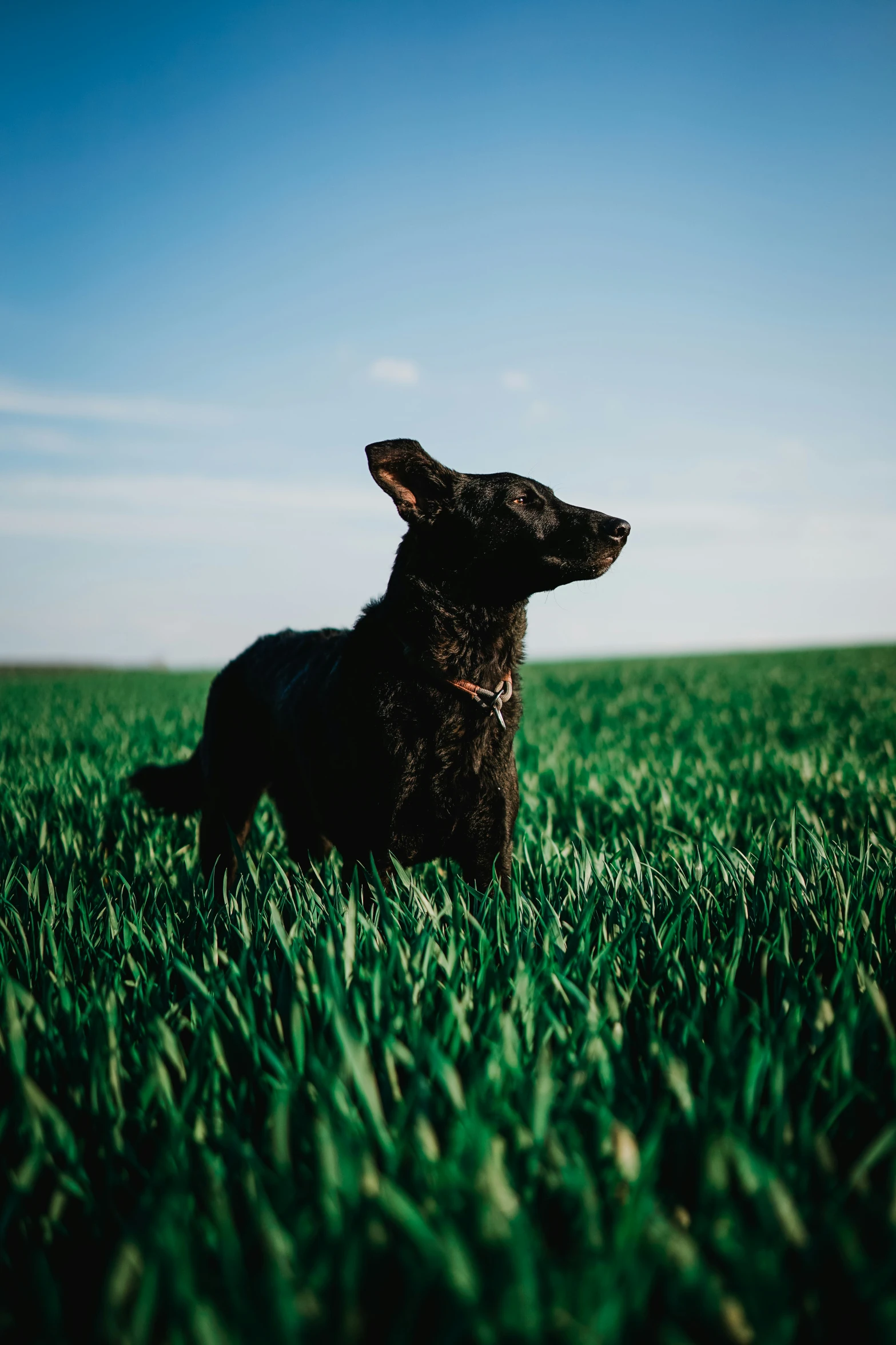 a dog in the grass staring off into the distance