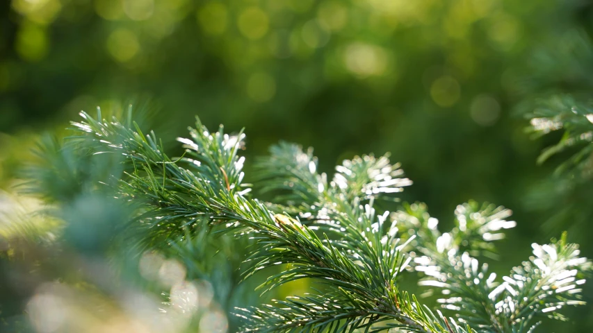 some pine needles in a cluster with some blurred trees