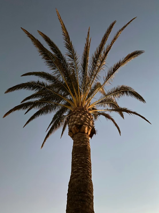 a tall palm tree on a clear day