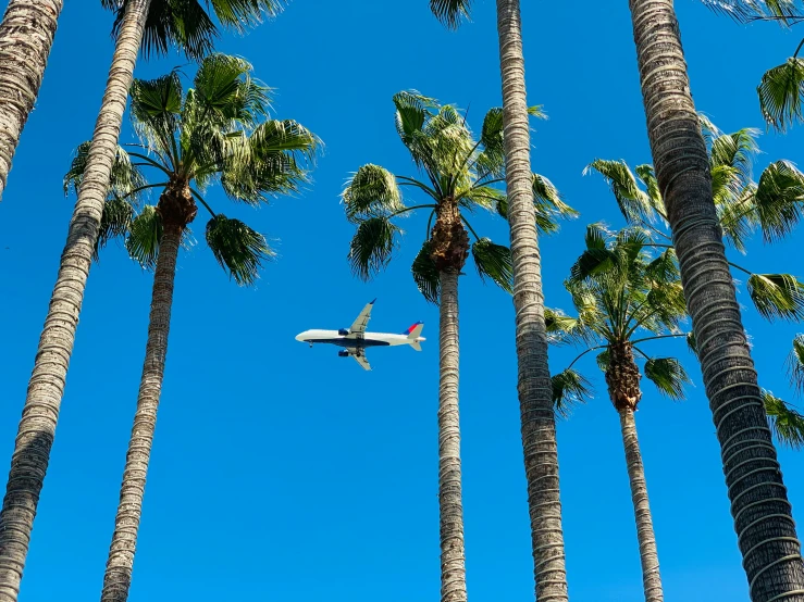 an air plane flying through a blue sky near palm trees