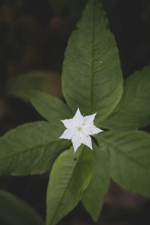 a white and green flower that is on the ground