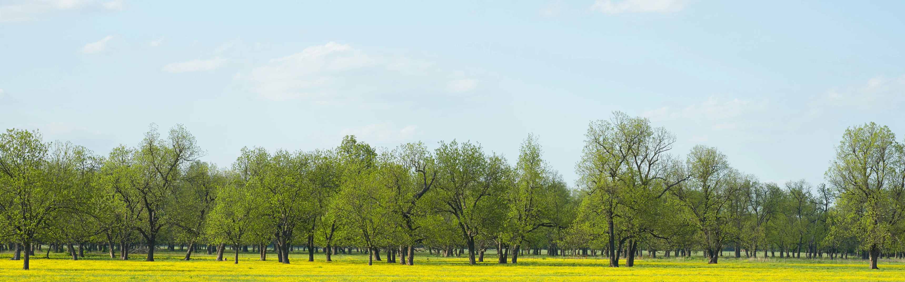 trees and yellow flowers in a large green field