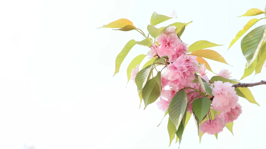 a tree nch with several pink flowers on it