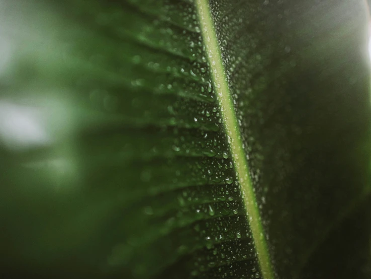 a close up of the back side of a large green plant