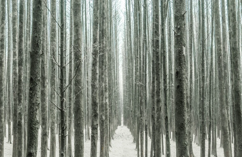 a man riding his bicycle through a forest filled with trees