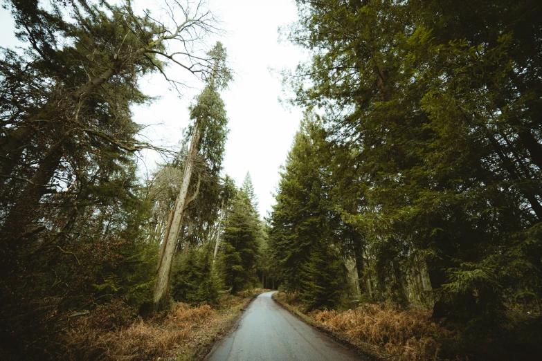 the road is surrounded by tall, green trees