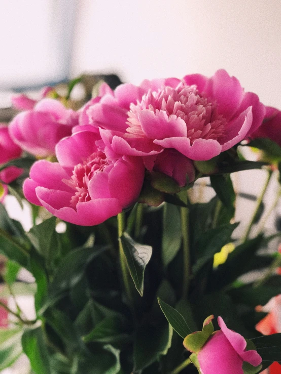 a vase of pink flowers on a table