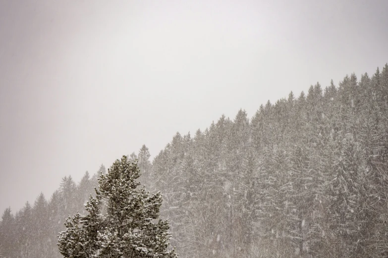 a group of trees covered in snow on a hill