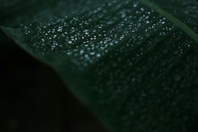 a large green leaf covered in raindrops