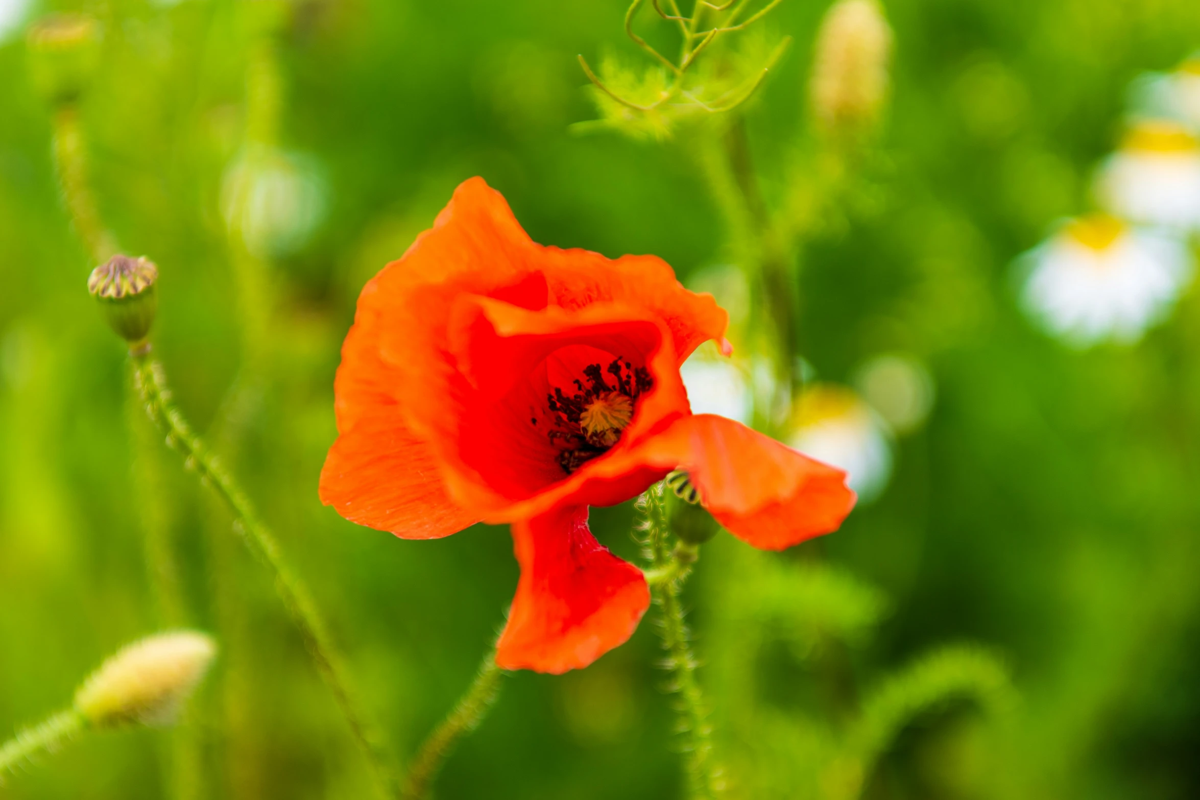 a single red flower on the side of a green field