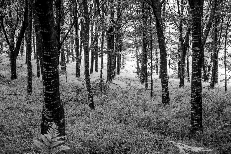 a dark forest with tall trees and grass