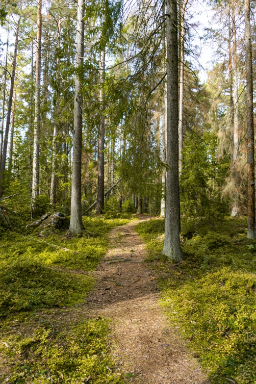 an open grassy area with trees and plants