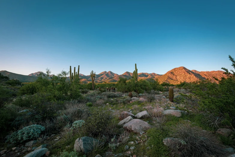 a large cactus on a hill with mountains in the distance