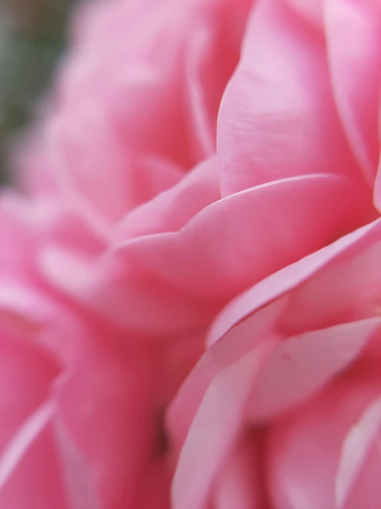 closeup of the pink petals of a rose