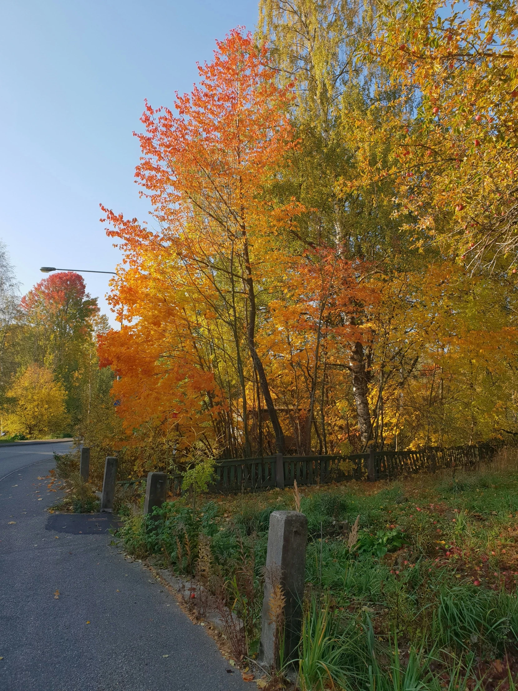 a road with many trees around it on an autumn day