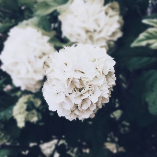 white flowers with green leaves on them, seen in the image