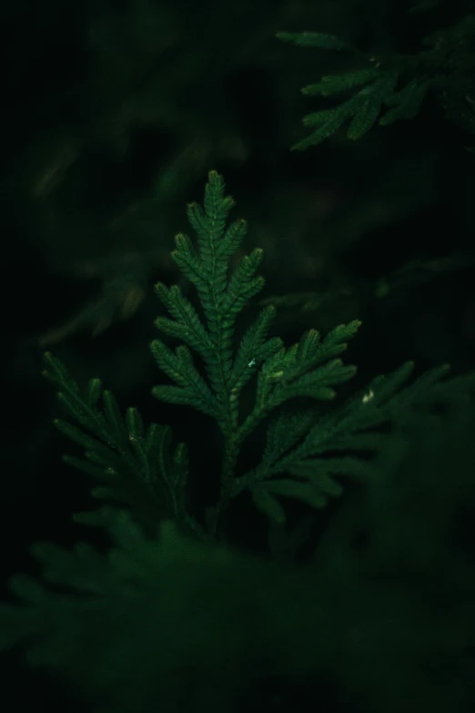 the green leaves are illuminated in the dark