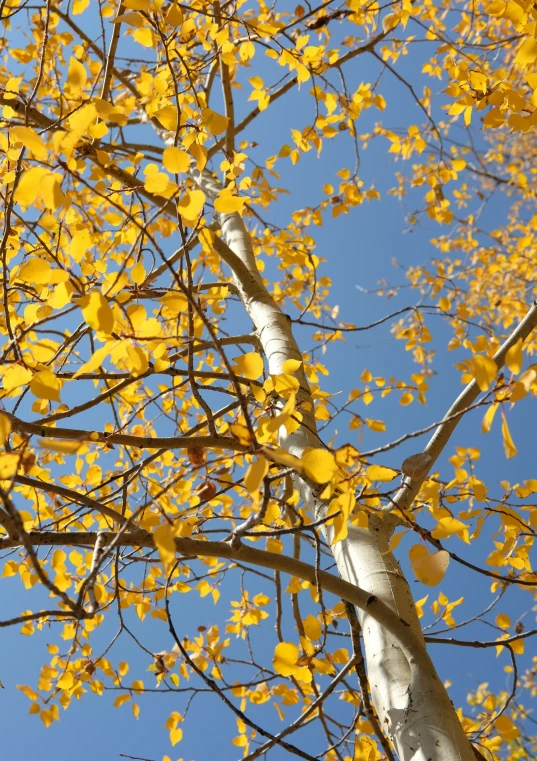 a group of leaves is hanging on a tree
