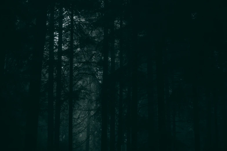 a bench is surrounded by tall pines in a dark forest