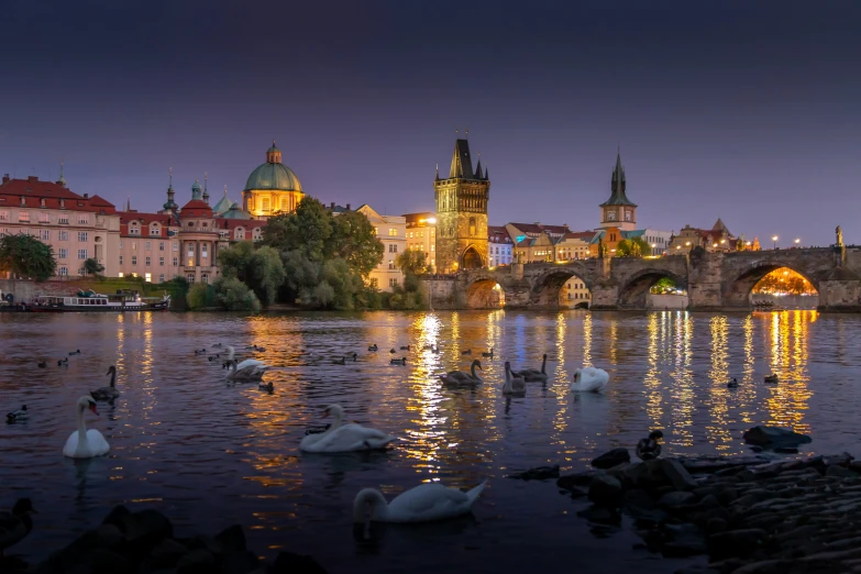 many white swans float in the water as they walk by