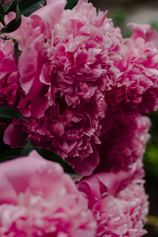 several pink flowers with green leaves on them