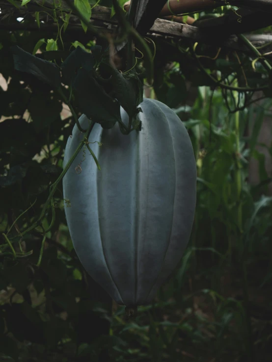 a banana hanging on a vine in a tropical setting