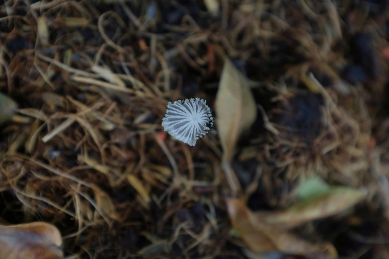 this is a plant on the ground near dead grass