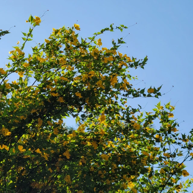 yellow flowers with blue sky background in daylight