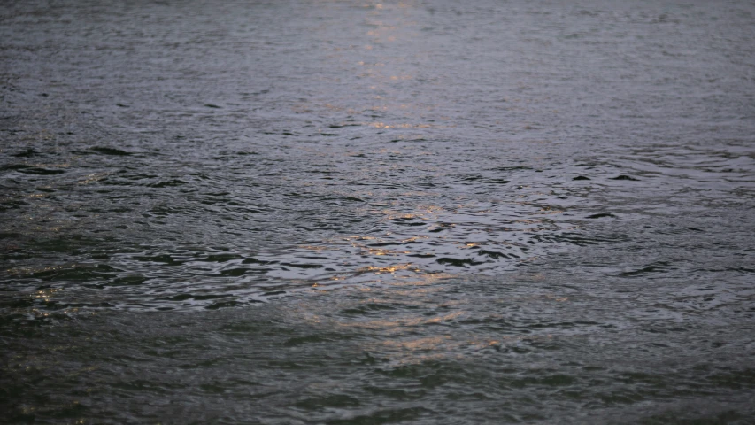 a bird standing in water with its wings wide open