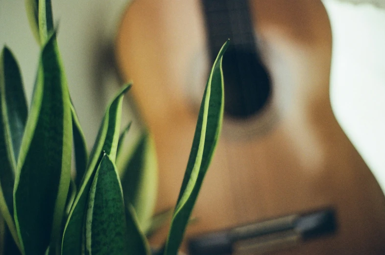 two green plants are in front of a guitar