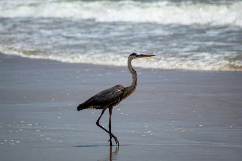 the grey bird is walking alone along the beach