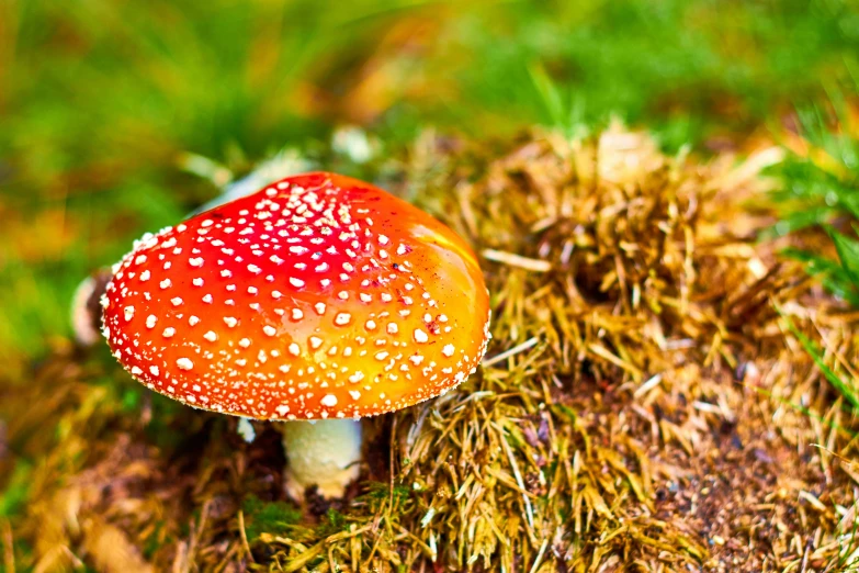 a red mushroom sitting on top of grass