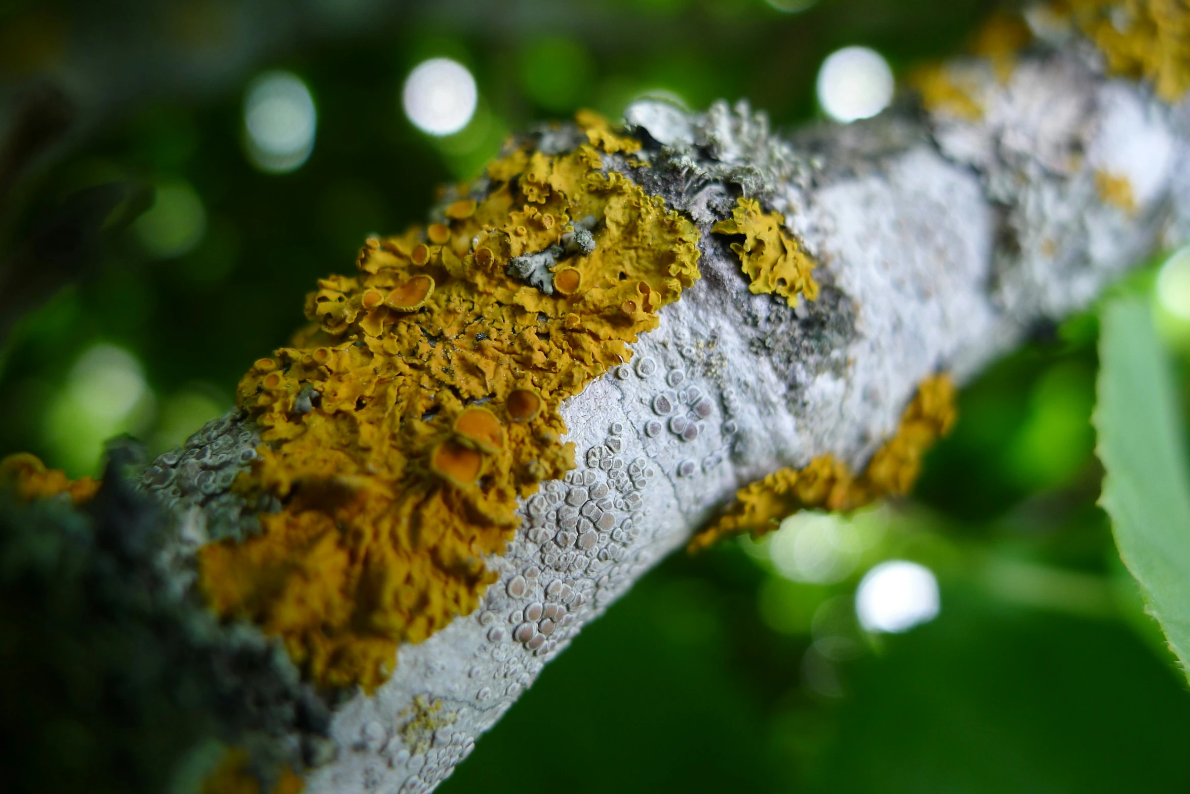 a tree nch with some kind of yellow and gray stuff on it