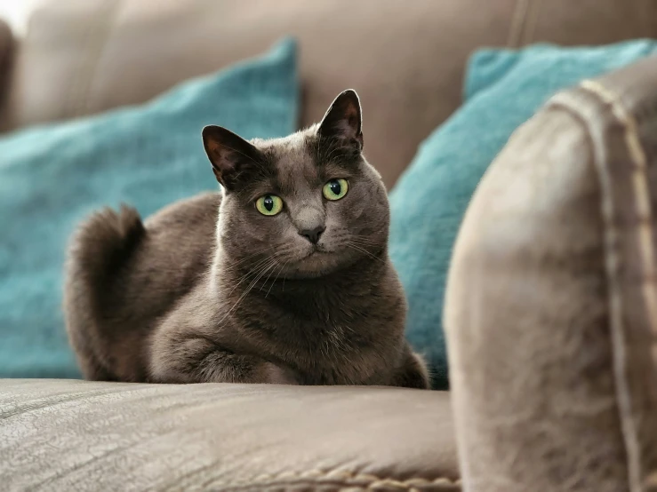 a grey cat laying on top of a couch with green eyes