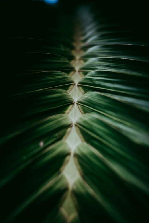 green, abstract pattern that looks like leaf with lights