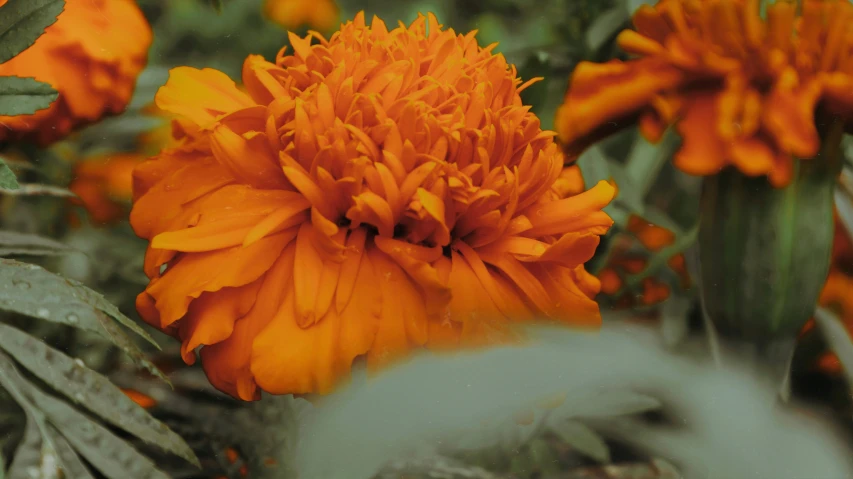 a group of orange flowers growing on a bush