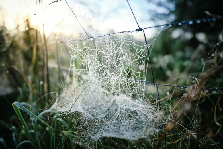 some water is dripping from a web - covered spiderweld