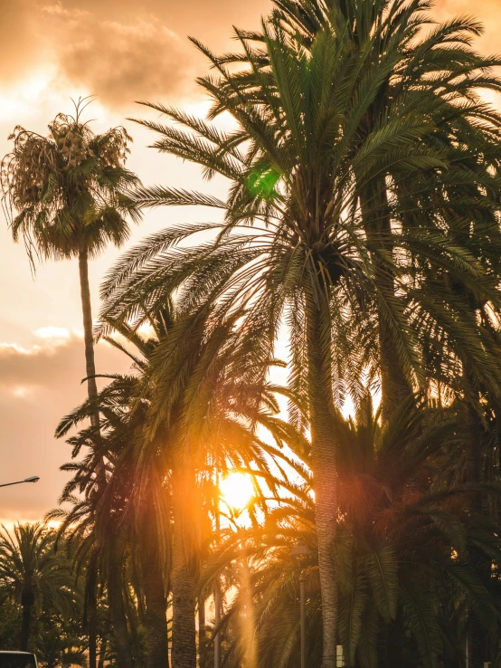 palm trees in front of a yellow sky with sun flares through the clouds