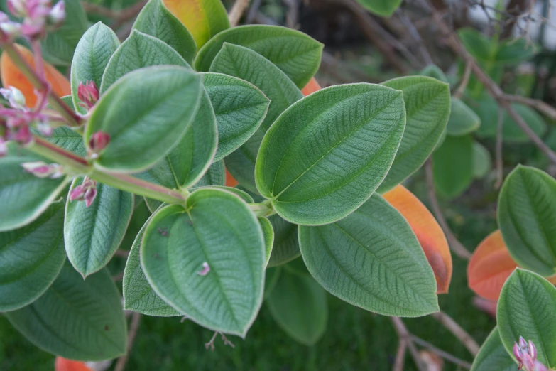 green leaves of a plant with orange and pink petals