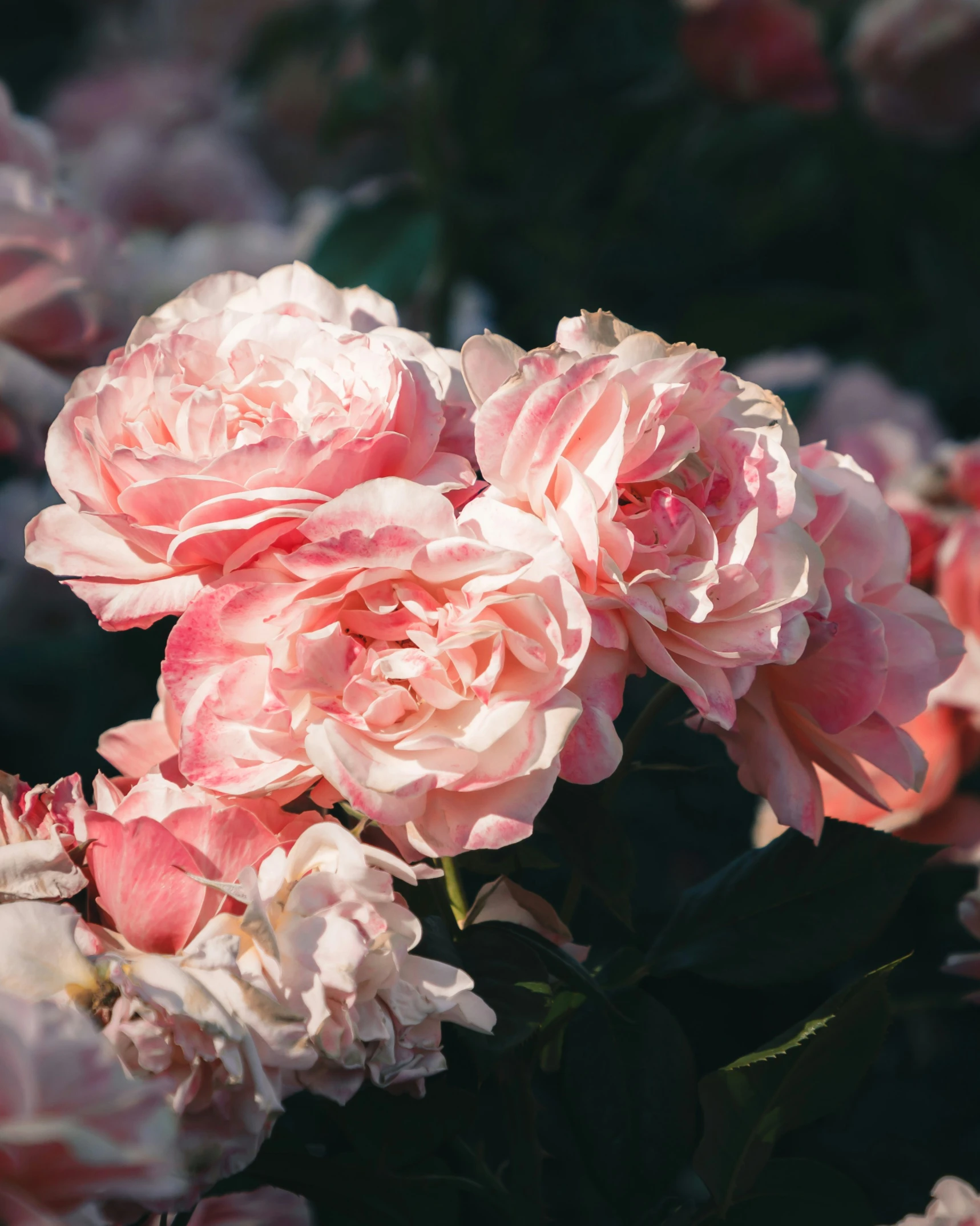 a couple of large pink flowers in the sun