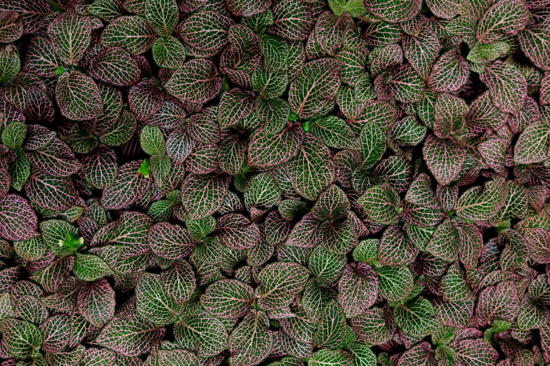 a close up of a bunch of green leaves